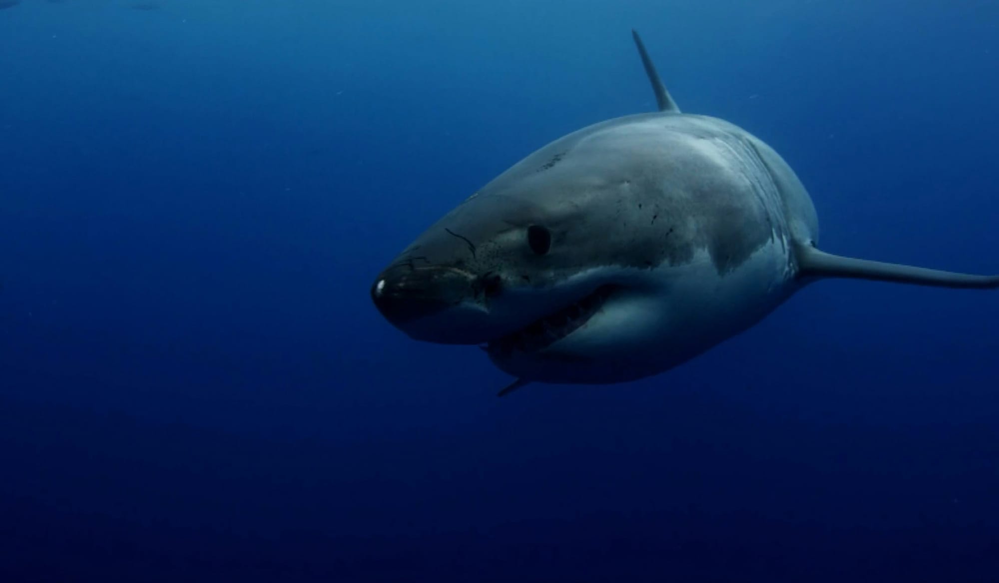 great white shark watching