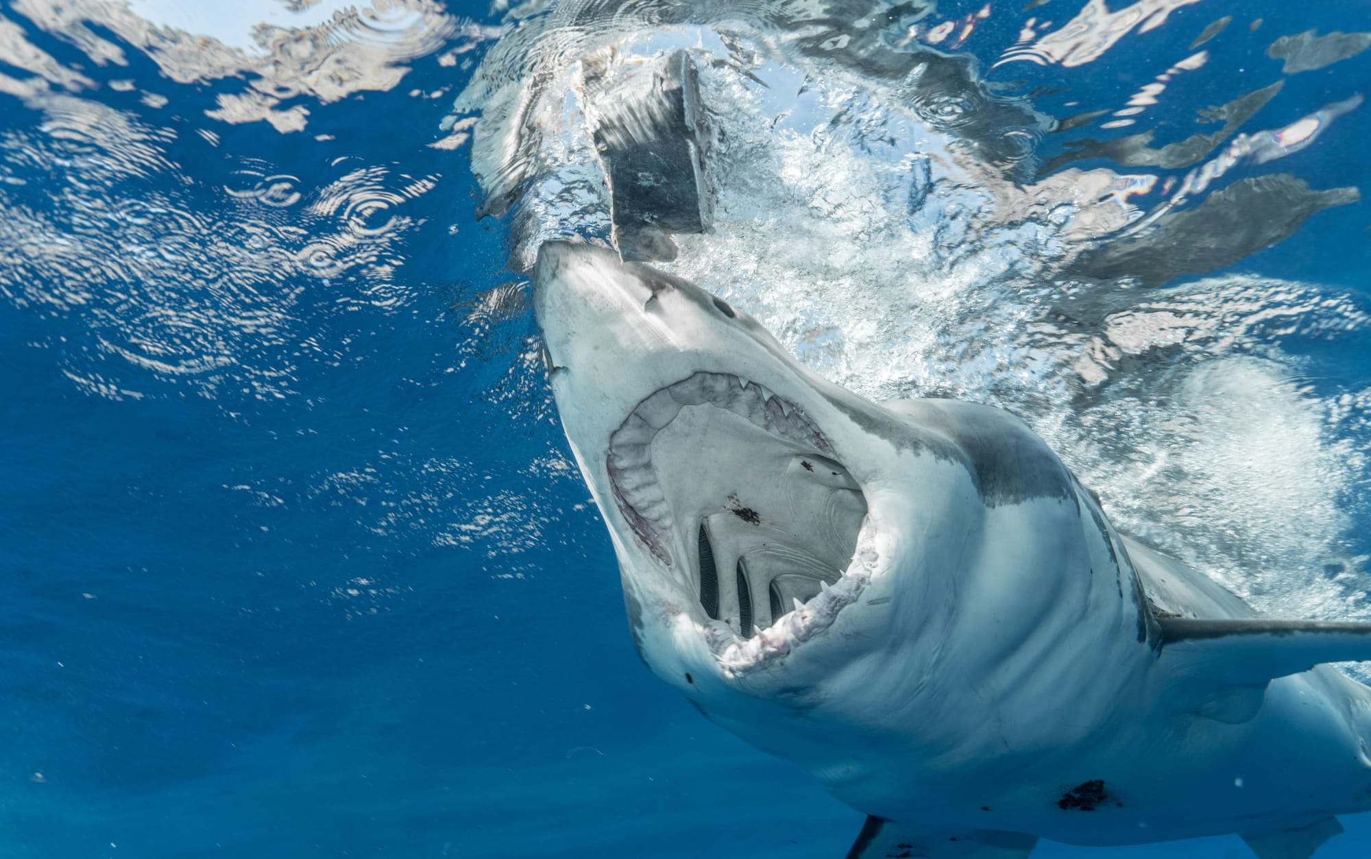 shark tourism massachusetts