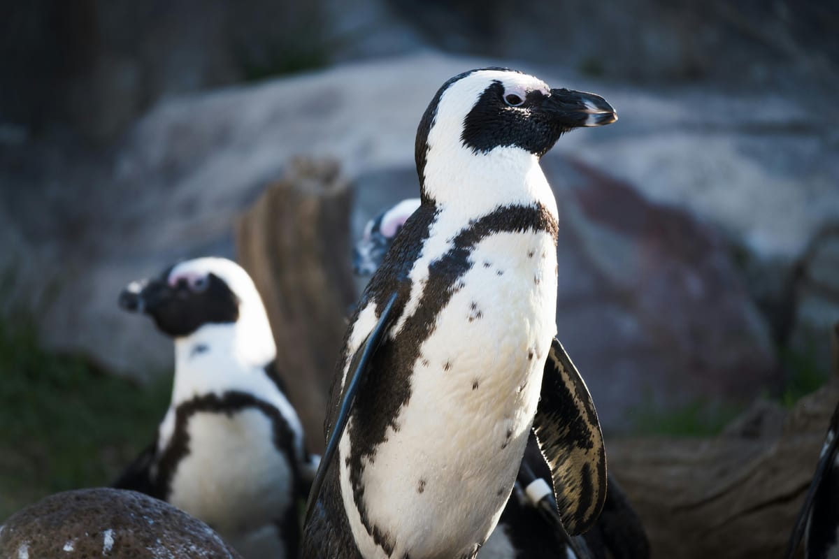 The Blue Marine Yacht Club: Fighting to Conserve the African Penguin