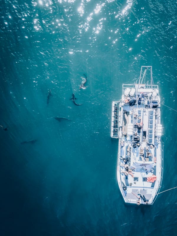 great white shark cape cod