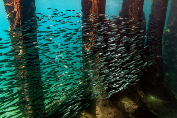 How to Predict Where the Best Snorkeling Will Be (+ 5 Top Locations)